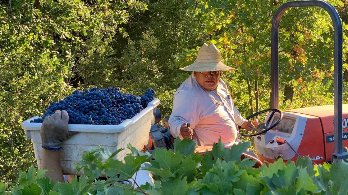 Napa Valley Harvest Report: Cabernet Harvest Begins photo