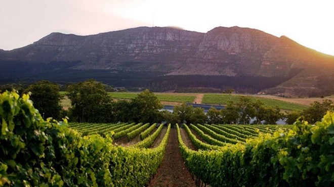 More Quality Wines from South Africa Enter the Global Market photo