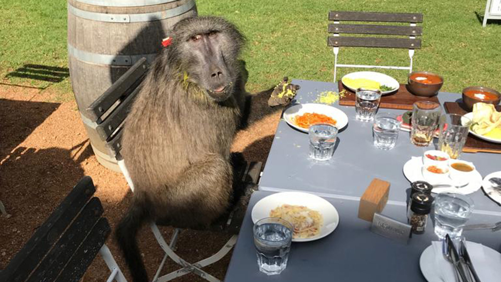 Discerning Baboon Stops To Dine At Cape Winery: ‘this One Clearly Loved Italian Cuisine’ photo