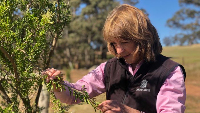 ‘i Want To Make Our Vineyards Look Australian’: Why The Wine Industry Is Going Bush photo