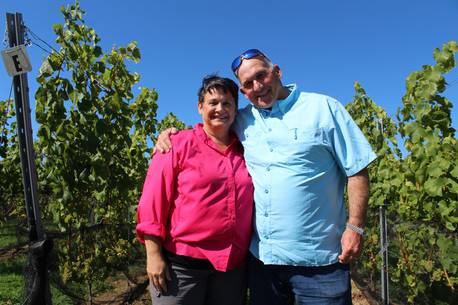 Yarmouth County Vineyard Owners Harvest Fruits Of Their Labour photo