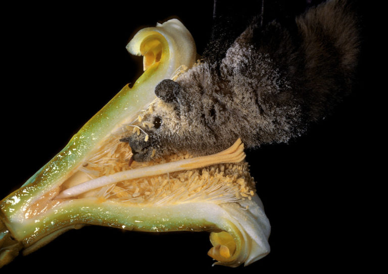 You Can Save Mexican Bats By Buying Certified Tequila photo