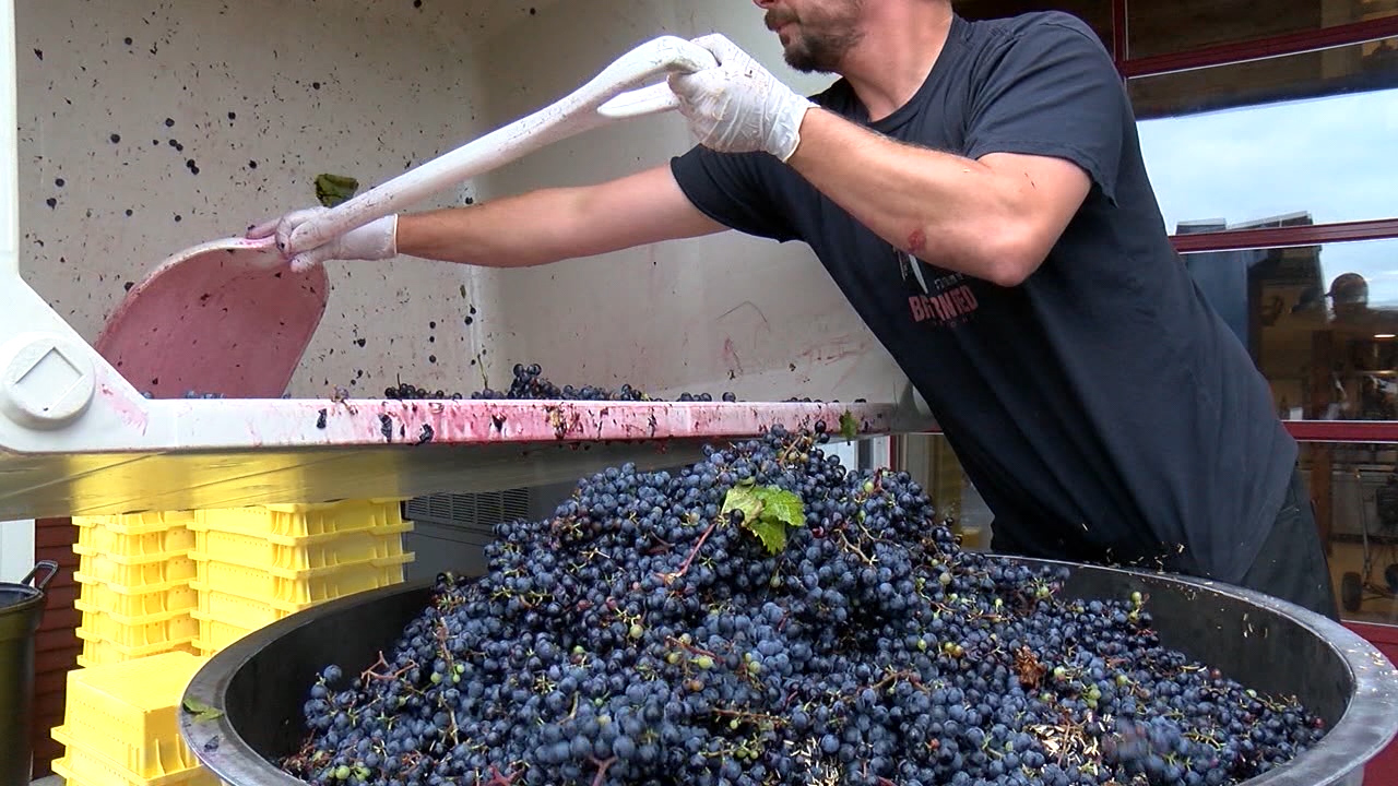 Grape Harvest Season Underway At Boyden Valley Winery & Spirits photo