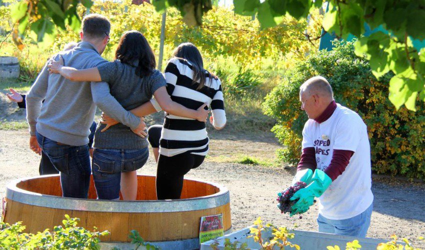 House Of Rose Winery Is Hosting A Free Grape Stomping Party This Afternoon photo