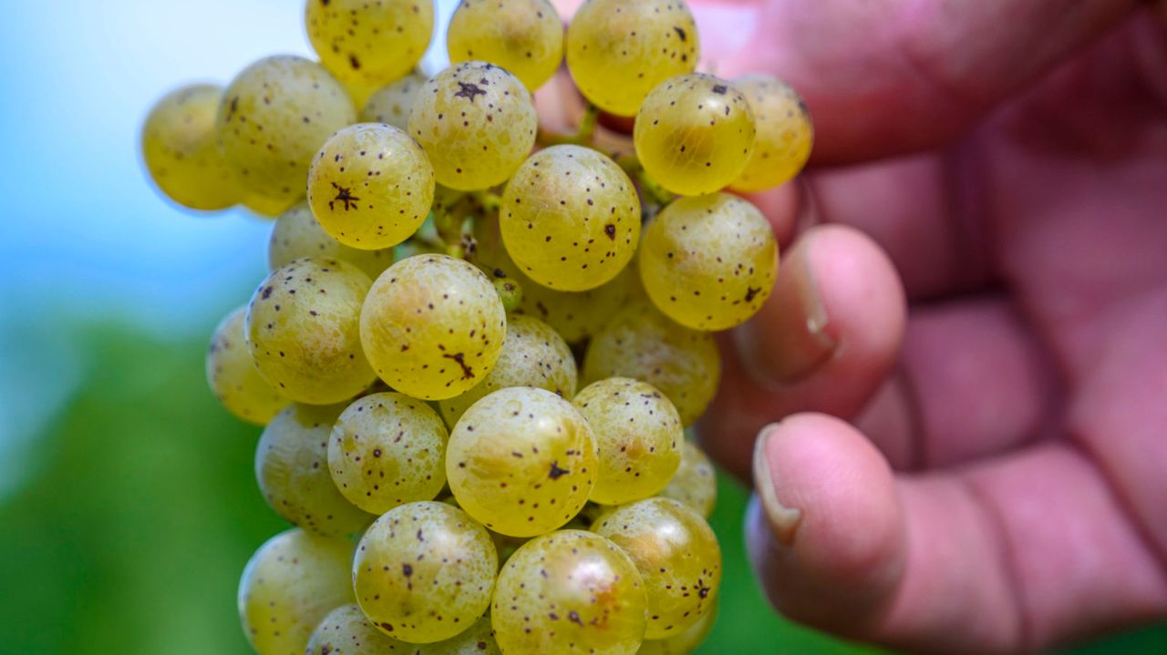 Will Climate Change Impact Winemaking On Li? photo