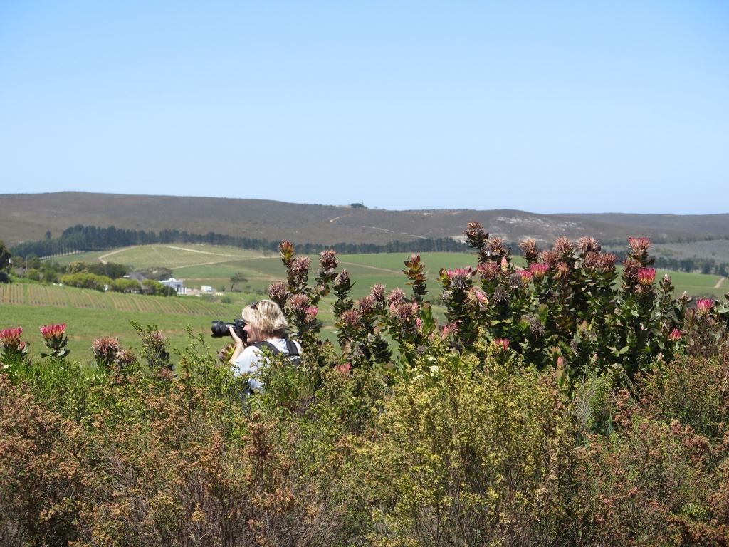 Take A Walk On The Wildside With Bouchard Finlayson Nature Walks & Wine In The Valley That Is ‘Heaven On Earth’ photo