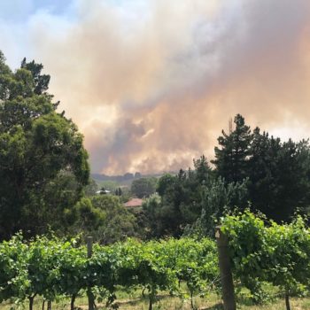 Third Of Adelaide Hills Vineyards Lost In Wildfires photo