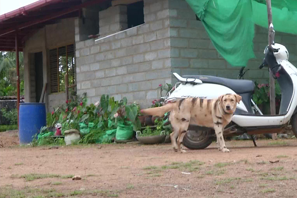 Coffee Farmer Makes Dog Look Like A Tiger To Save Crop From Monkeys photo