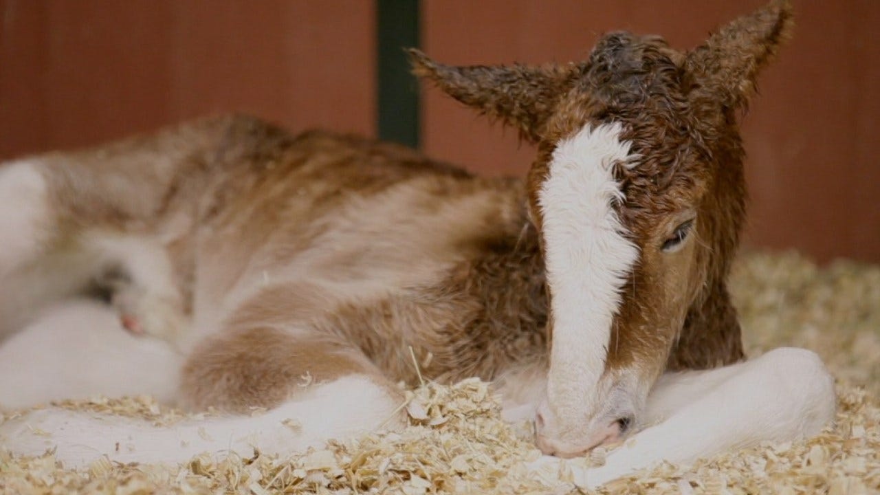 Budweiser Announces First Clydesdale Born In 2020, Rynee photo