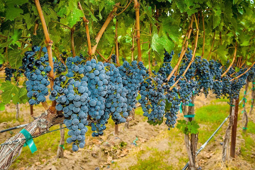 Okanagan Valley To Have The Largest Percentage Of Organic Wines In The World photo