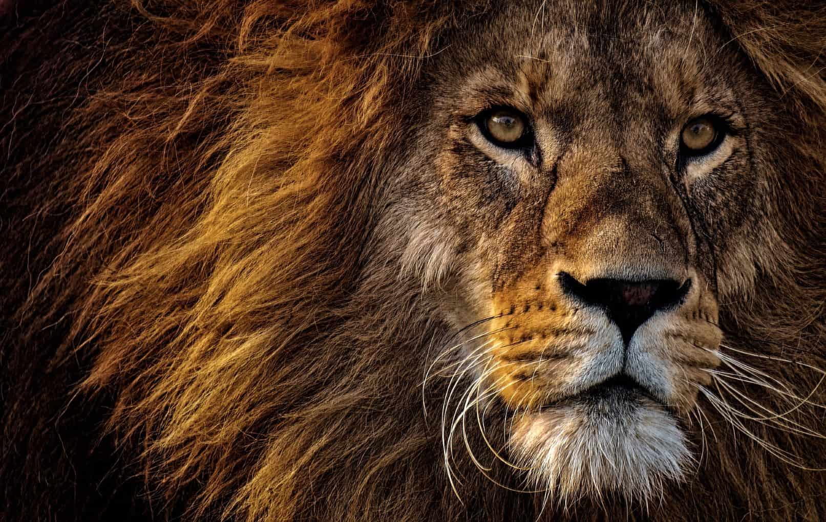 Kruger Roars Into Top Ten Of World’s Most Instagrammed National Parks﻿ photo