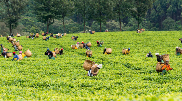 Kenya Tea Producers Turn Over A New Leaf As Prices Stumble photo