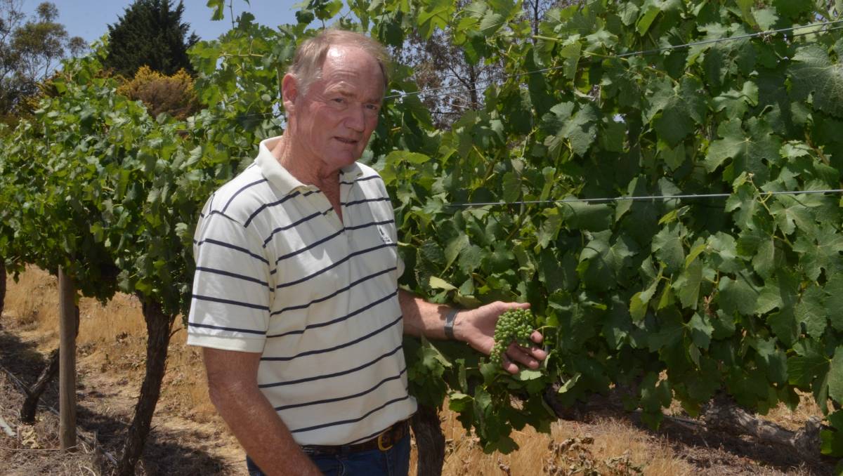 Drought To Lead To Smaller, Good Quality, Wine Crop For Cool Climate Region photo