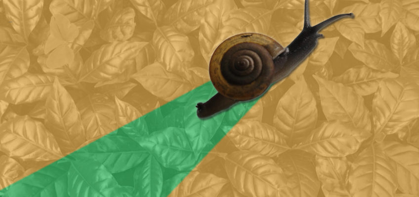 Hero Snail Saves Coffee Crops By Doing Snail Stuff photo