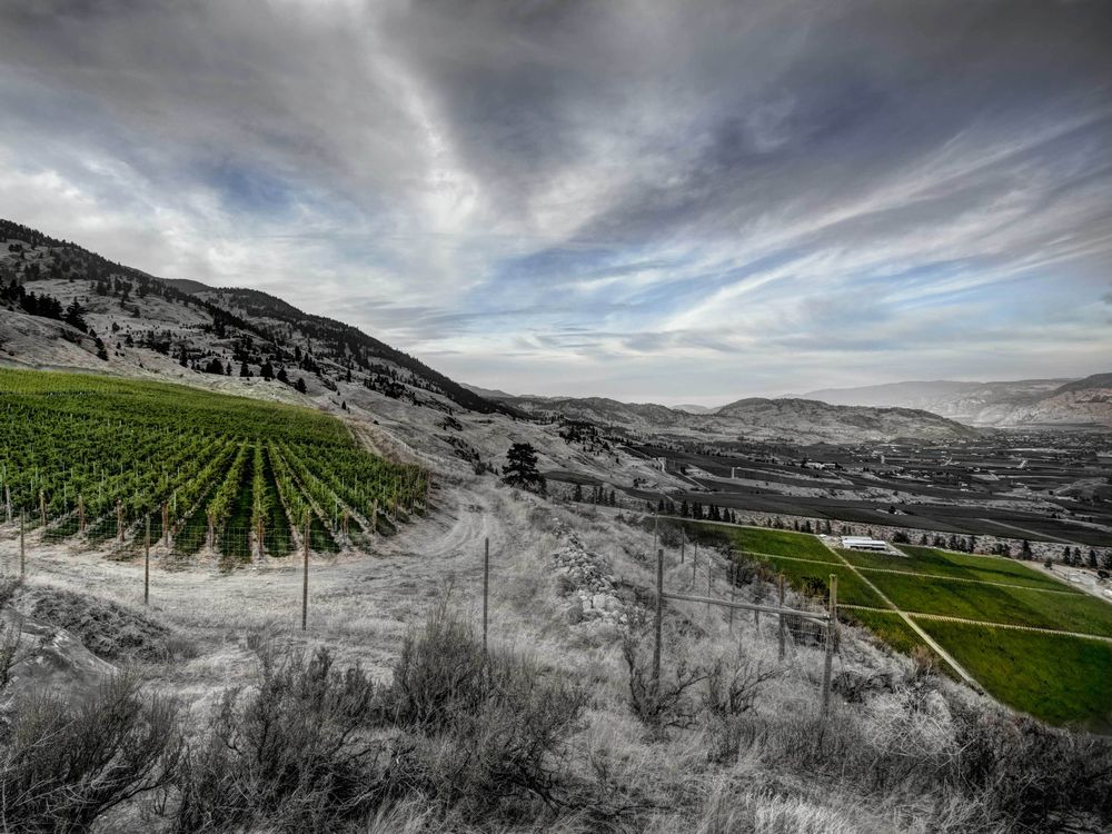 B.c. Wine Of The Week, Wine To Cellar And Calendar Items photo