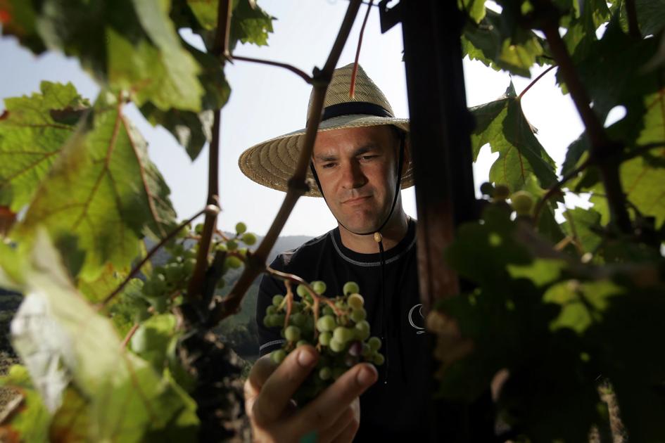 Wine Guy: California Merlot Offers Good Value photo