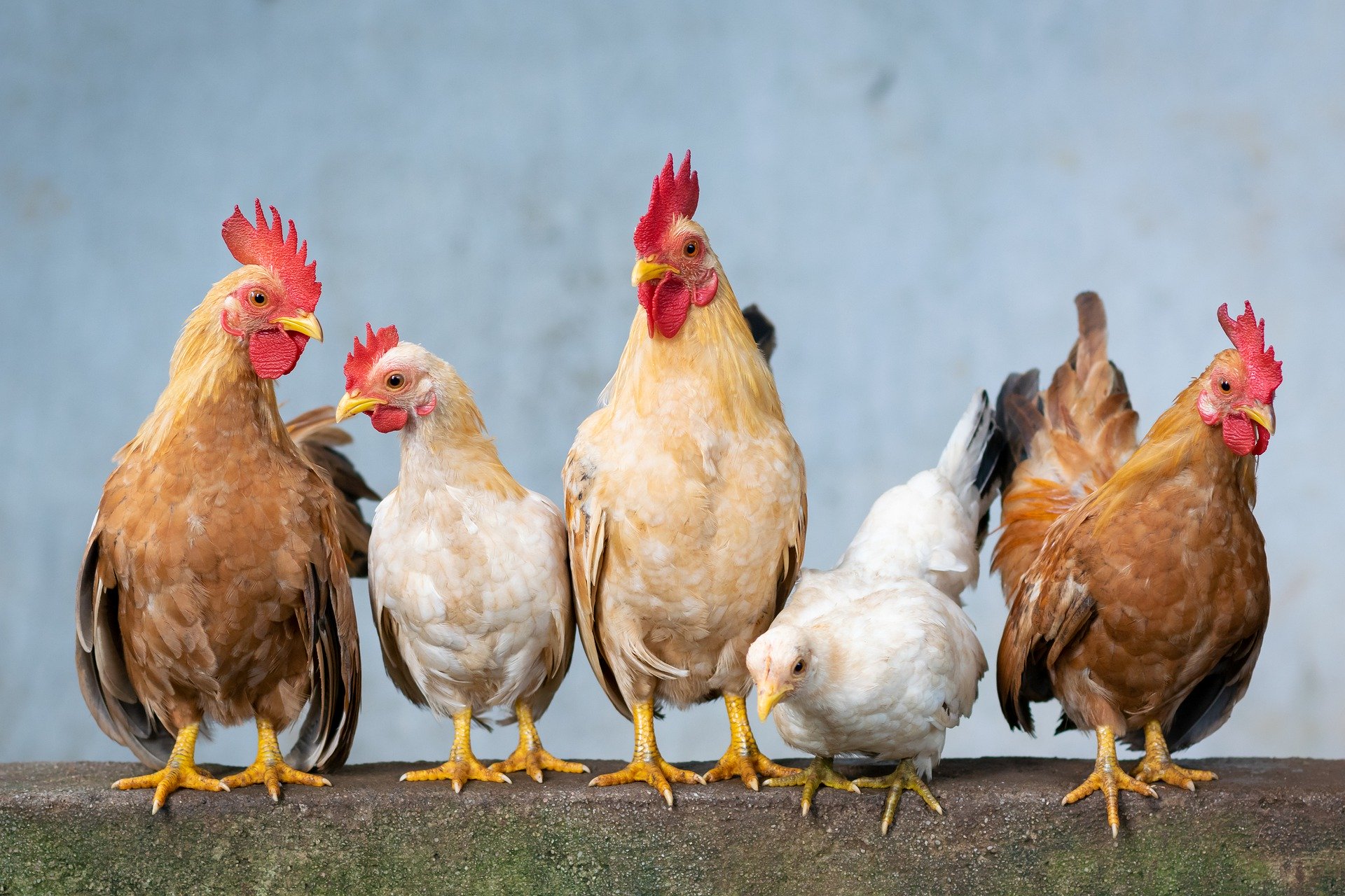 Poultry Import Tariff Could Increase To 45% photo