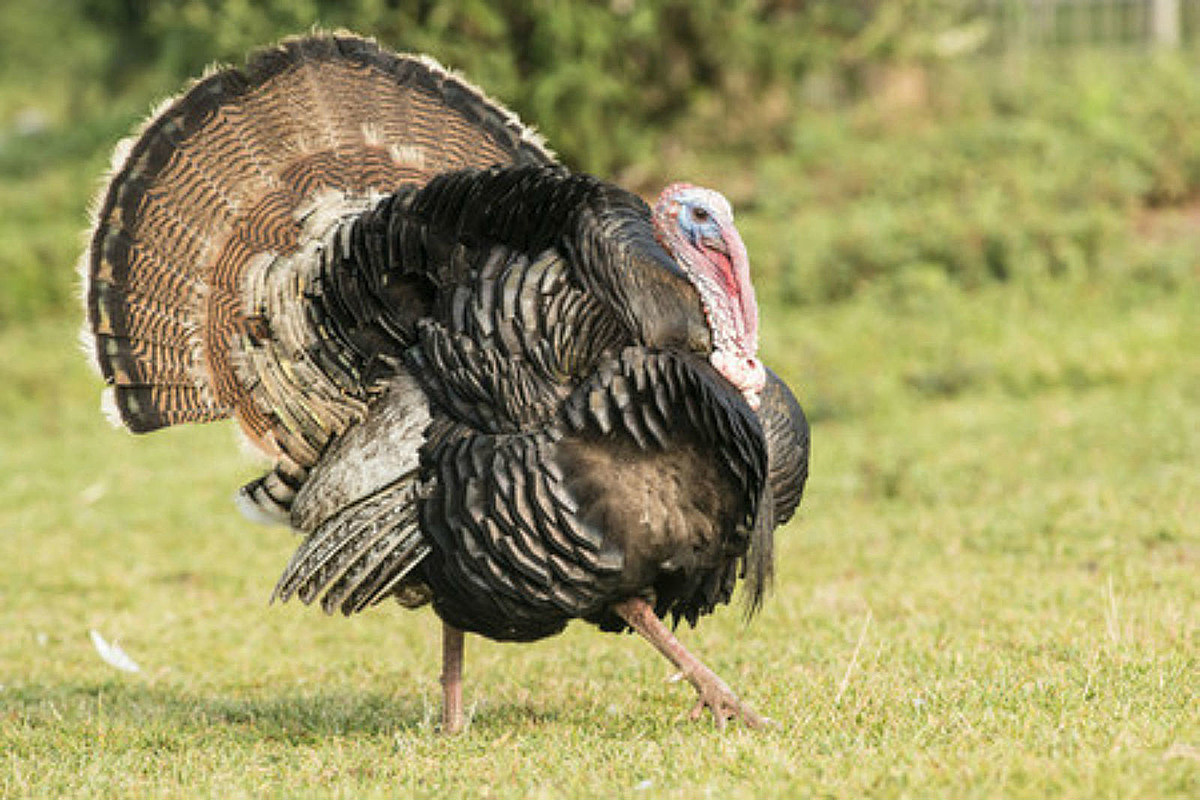 Only In New Hampshire: State Needs Help Counting Wild Turkeys photo