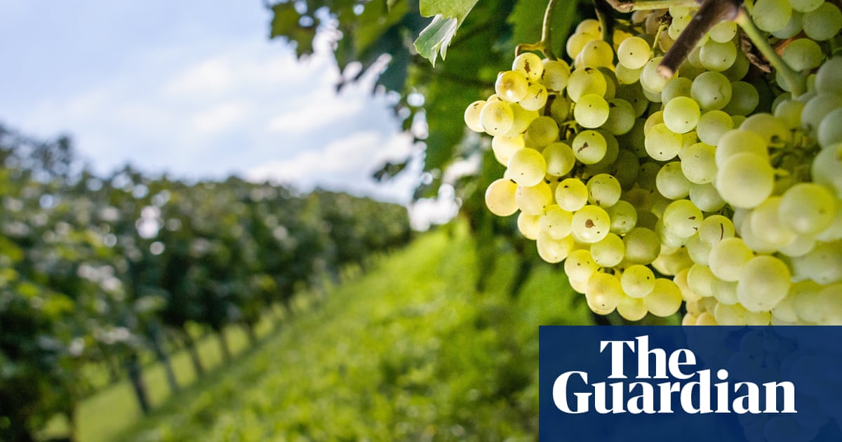 Climate Change Forces Cognac Makers To Consider Other Grape Varieties photo