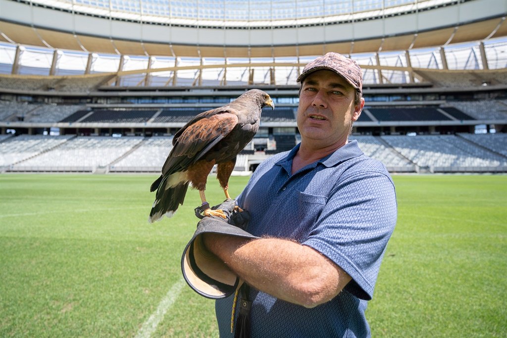 The Cape Town Stadium Has A Serious Issue With Pigeon Poop So Theyâre Employing Hawks To Solve It photo