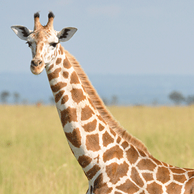 Glenmorangie Partnership Aims To Protect Giraffes photo