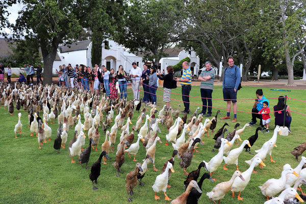 A Parade Of 2,000 Ducks Keeps A South African Vineyard Running photo