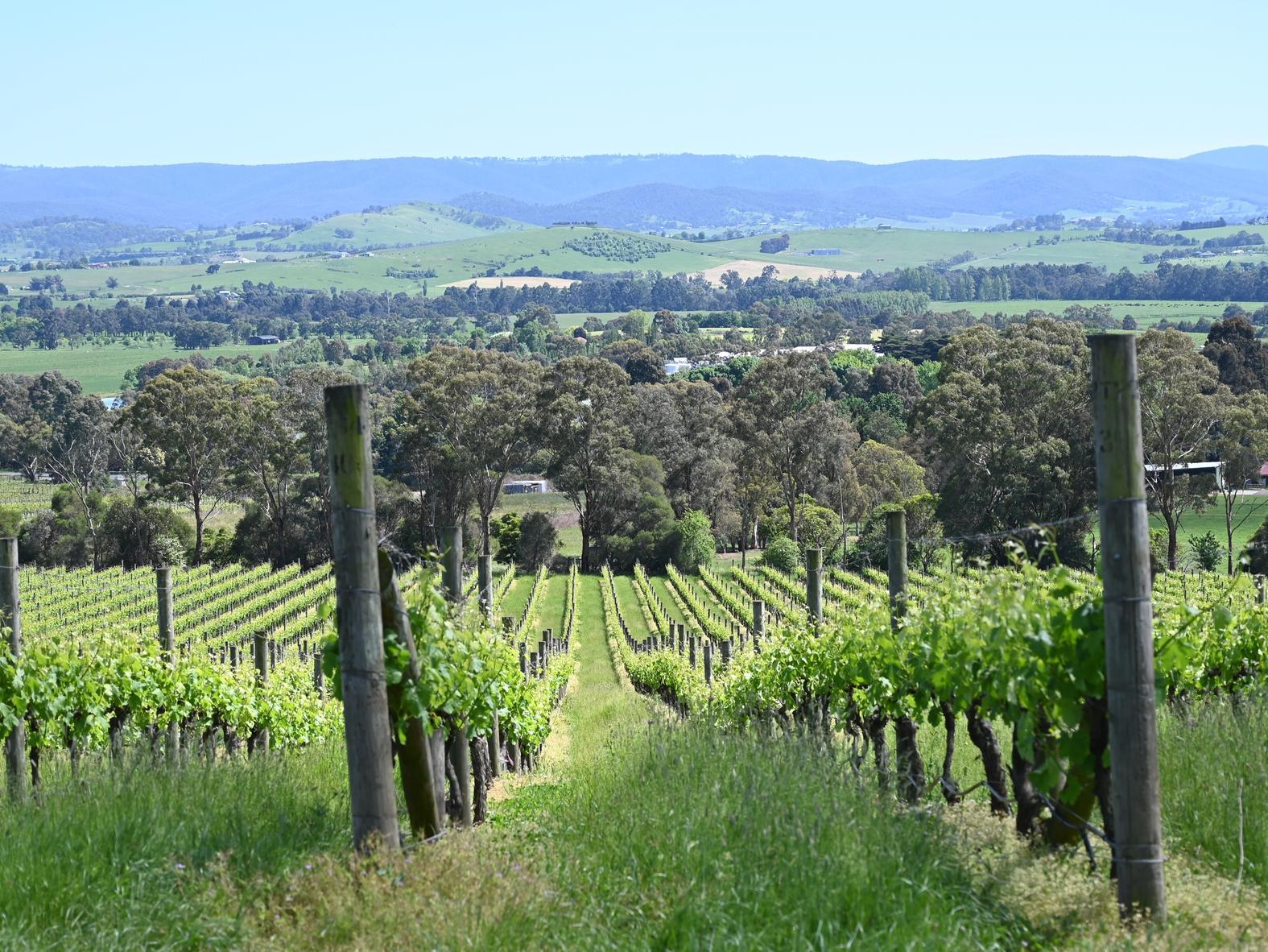 Australia Is Home To Some Great Wine Regions  And The Yarra Valley Is One Well Worth Exploring photo