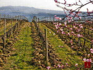 Italian Wineries In The Time Of Coronavirus photo
