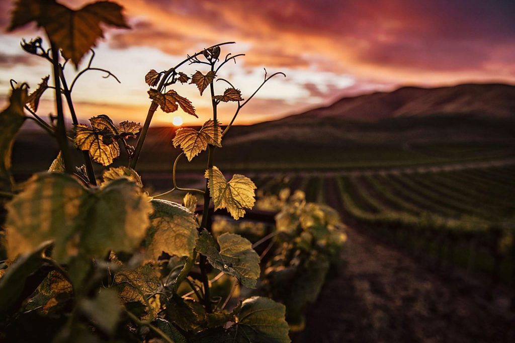 El Dorado County Wineries Offer Virtual Tastings, Food Classes, Discounted Wines photo