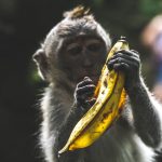 How To Perfectly Peel A Banana Like A Monkey photo