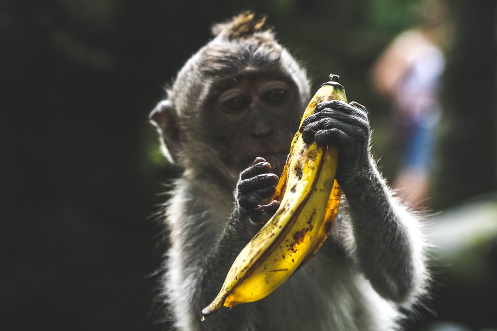How To Perfectly Peel A Banana Like A Monkey photo