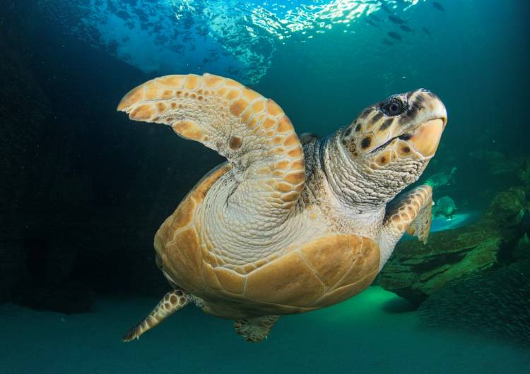 Two Oceans Aquarium Turtle Yoshi Immigrates To Australia (record-breaking Swim) photo