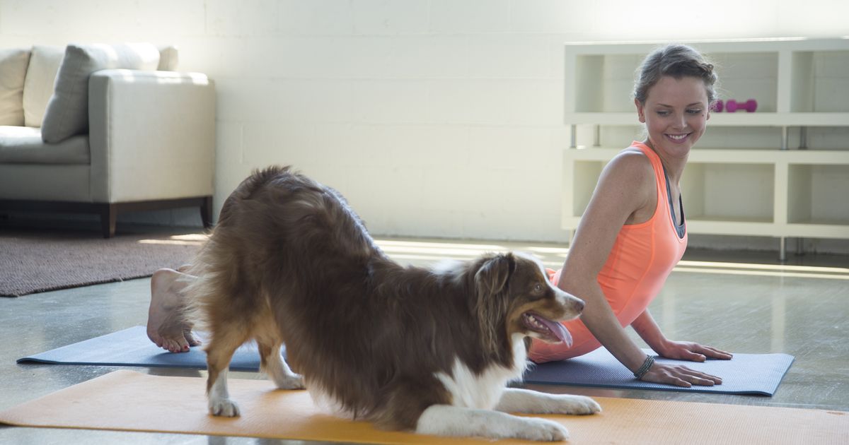 Sspca And Brewdog Team Up To Host Dog Yoga And Virtual Pub Quiz photo