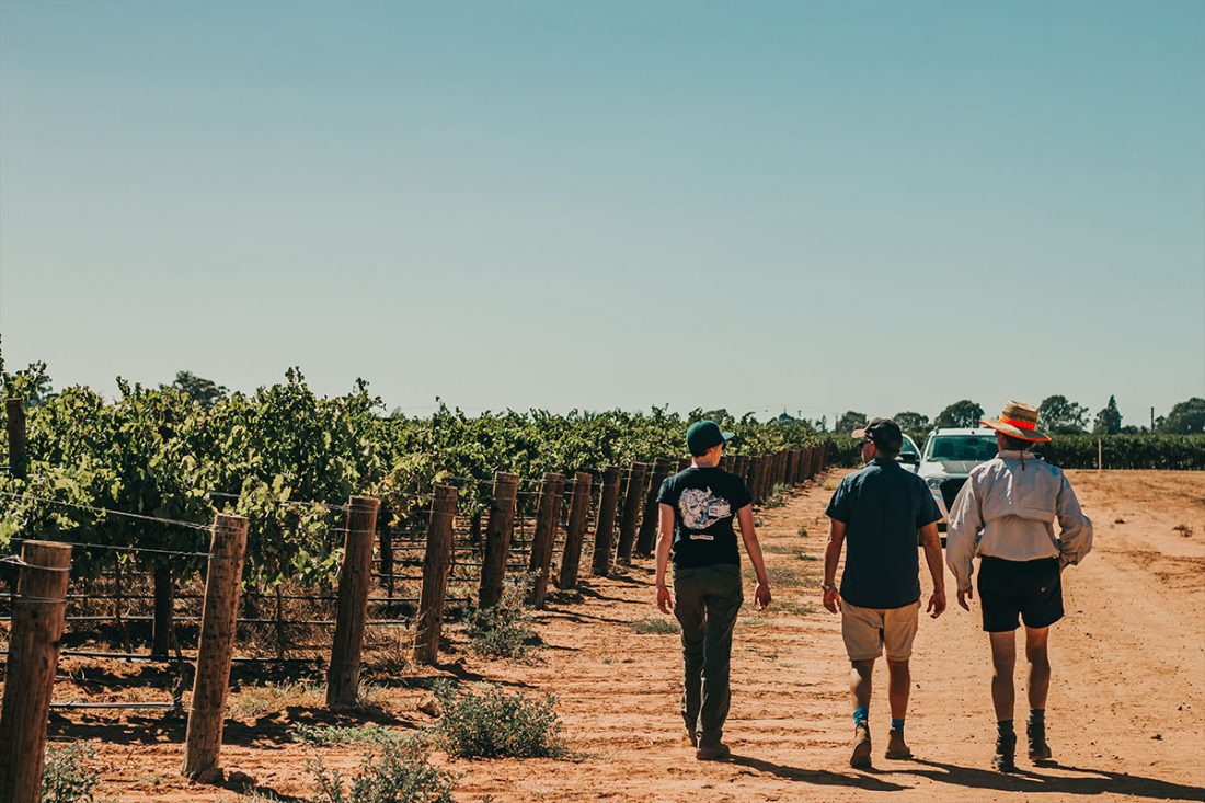Winemakers Fight Climate Change: How Industry Is Battling Its Biggest Challenge photo