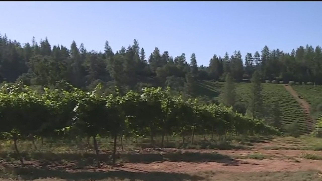 Same Vines, Different Grapes: Boeger Winery Growing New Varietal From The Vine Up photo