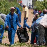 Alcohol Ban In South Africa Resulted In 18 000 Job Losses In The Wine Industry photo