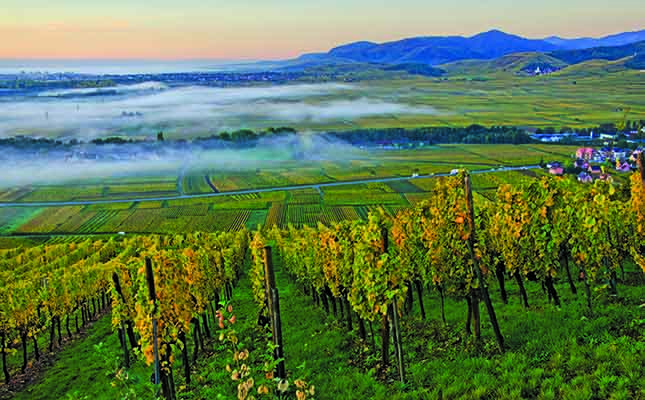 South Africaâs On-premise Wine Trade Faces Challenging Times photo