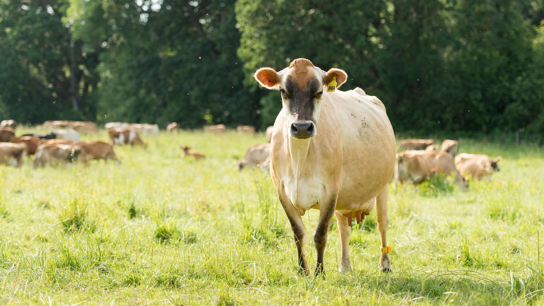 You Are What Your Cow Eats: The Health Benefits Of Grass-fed Beef And Dairy photo