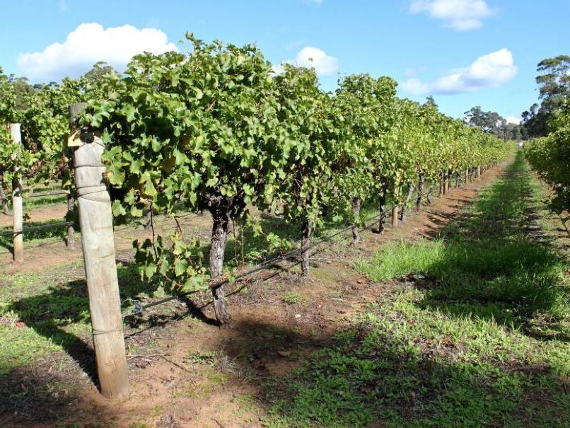 Tom Jones From The Whalley Wine Shop Reviews The Australian Wine Ranges photo