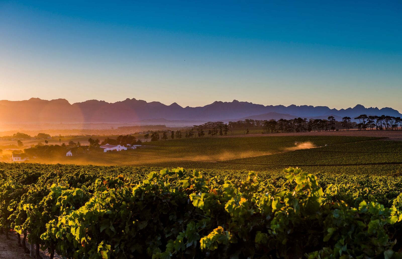 The Journal: A New Chapter in Diemersdal’s Sauvignon Blanc Legacy photo