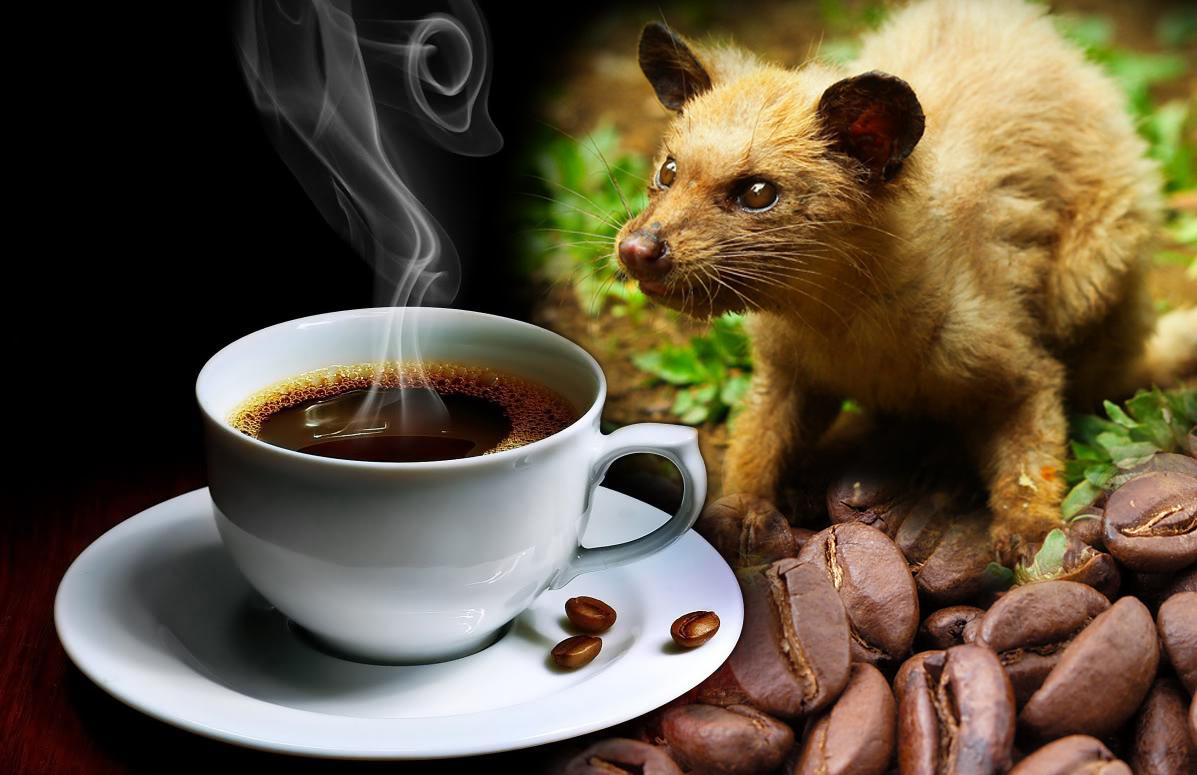 Kopi Luwak: All You Want to Know About the World’s Most Luxurious Coffee photo