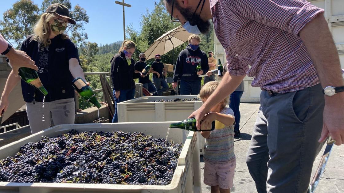 Grape Harvest Kicks Off In Napa Valley With Muted Celebrations photo