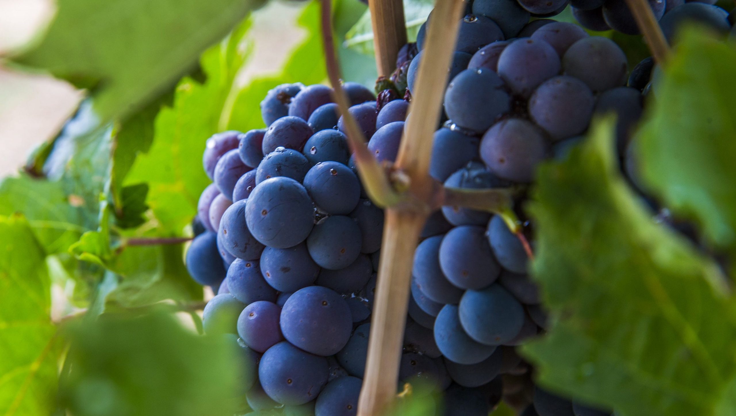 Want To Sound Like An Arizona Wine Expert? Here Are 10 Grape Varietals You Need To Know photo