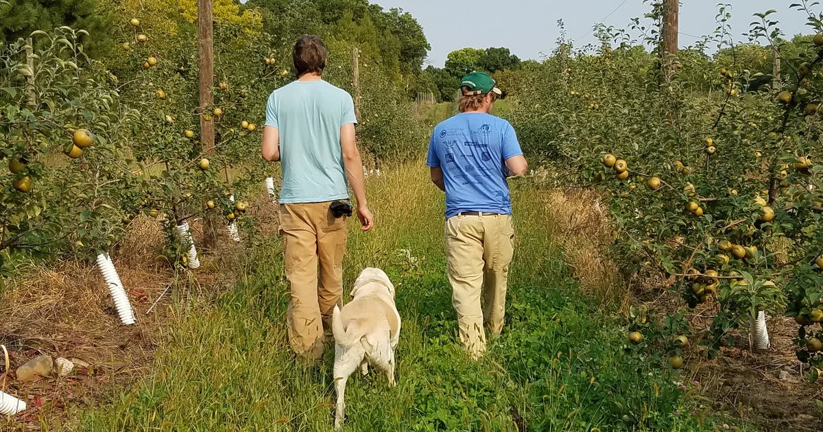 2 Minnesota Cideries Are Leading The Return To Traditional Cidermaking photo