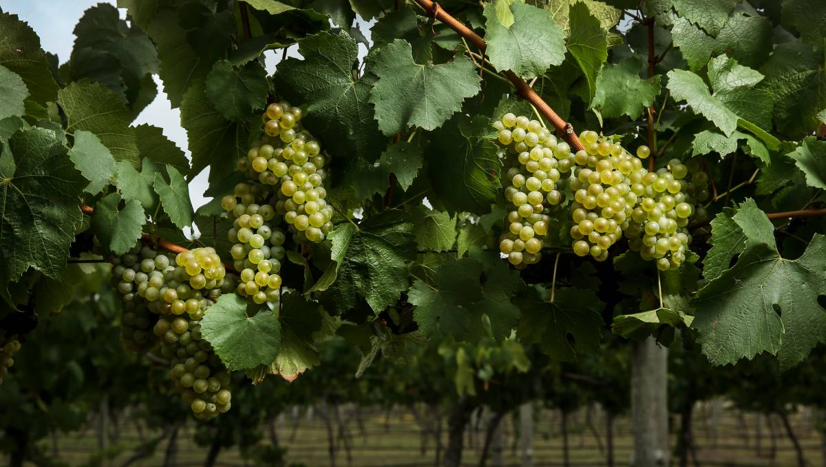 Slim Pickings: Possible Labour Shortage For Upcoming Grape Harvest photo