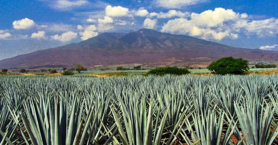 Travel: In Mexico, You And Tequila Make Us Crazy photo
