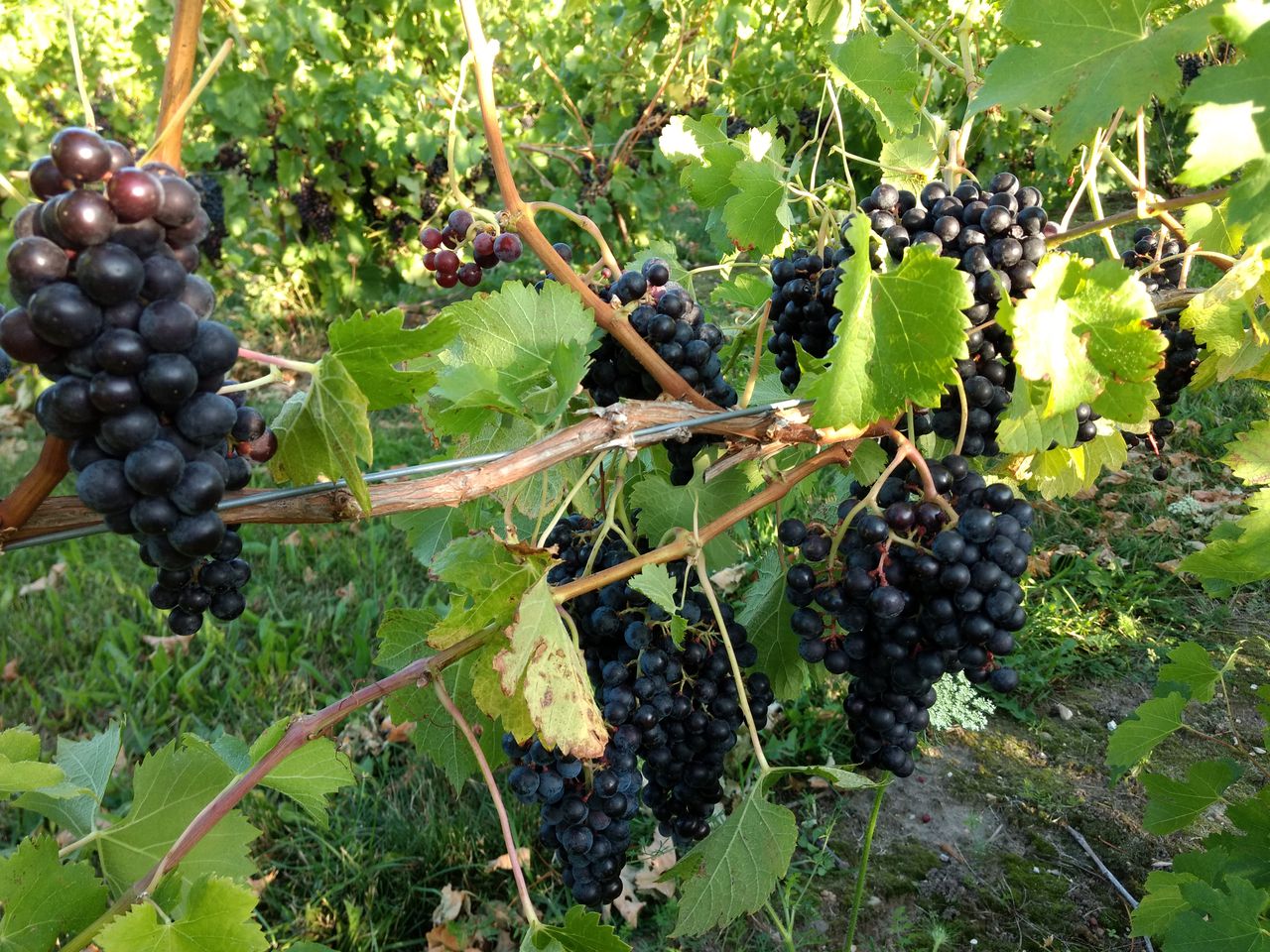 Why Northern Michigan Winemakers Are Excited About 2020 Harvest, Predicting ‘full-bodied’ Wines photo