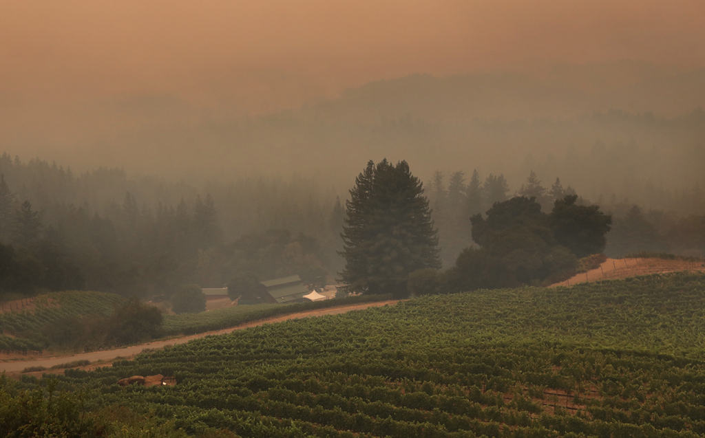 Saratoga Wineries Wrap Up Smoky Harvest photo