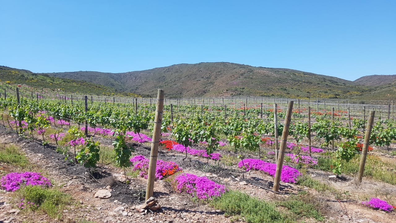 WWF Conservation Champion Wine Farmers Find An Ally In Indigenous Fynbos photo