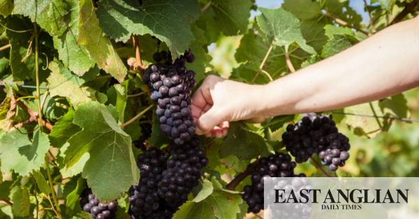 Essex Farmers Celebrate Their First Grape Harvest photo